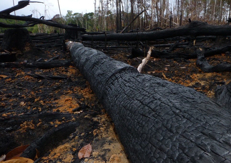 <h3><b>Amazonie </b></h3><h3><b>na pokraji kolapsu</b></h3>