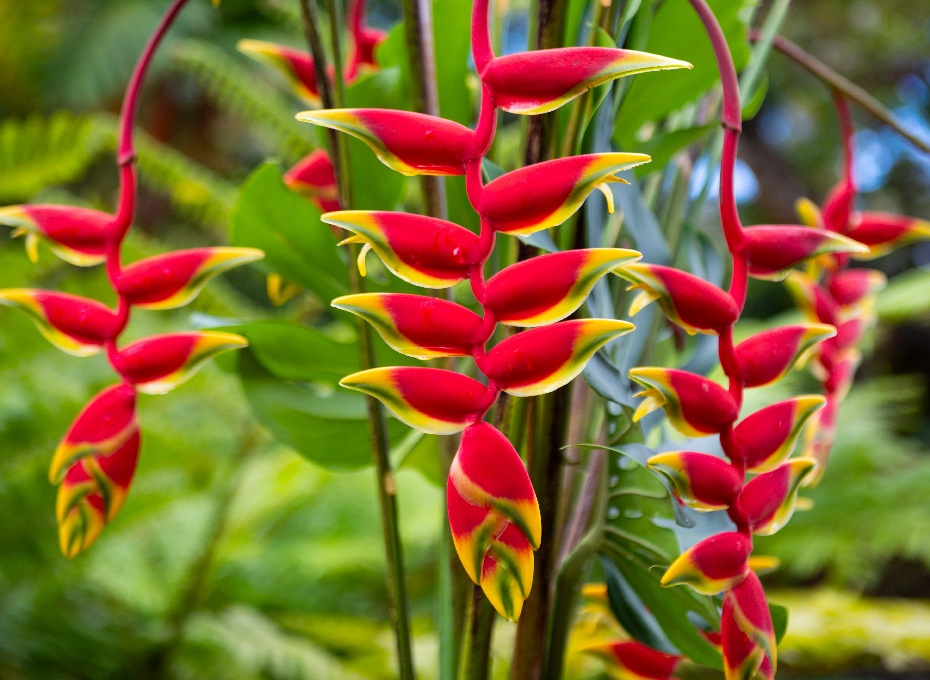 <h3><b>Léčivé</b></h3><h3><b> bohatství </b><b>mizí</b></h3>