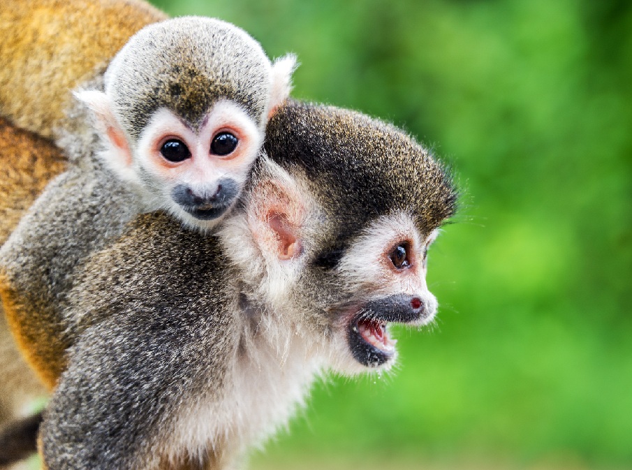 <h3><b>Život </b></h3><h3><b>v Amazonii</b></h3>